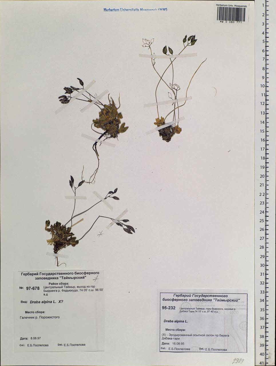 Draba alpina L., Siberia, Central Siberia (S3) (Russia)