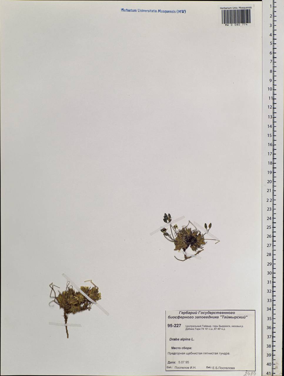 Draba alpina L., Siberia, Central Siberia (S3) (Russia)