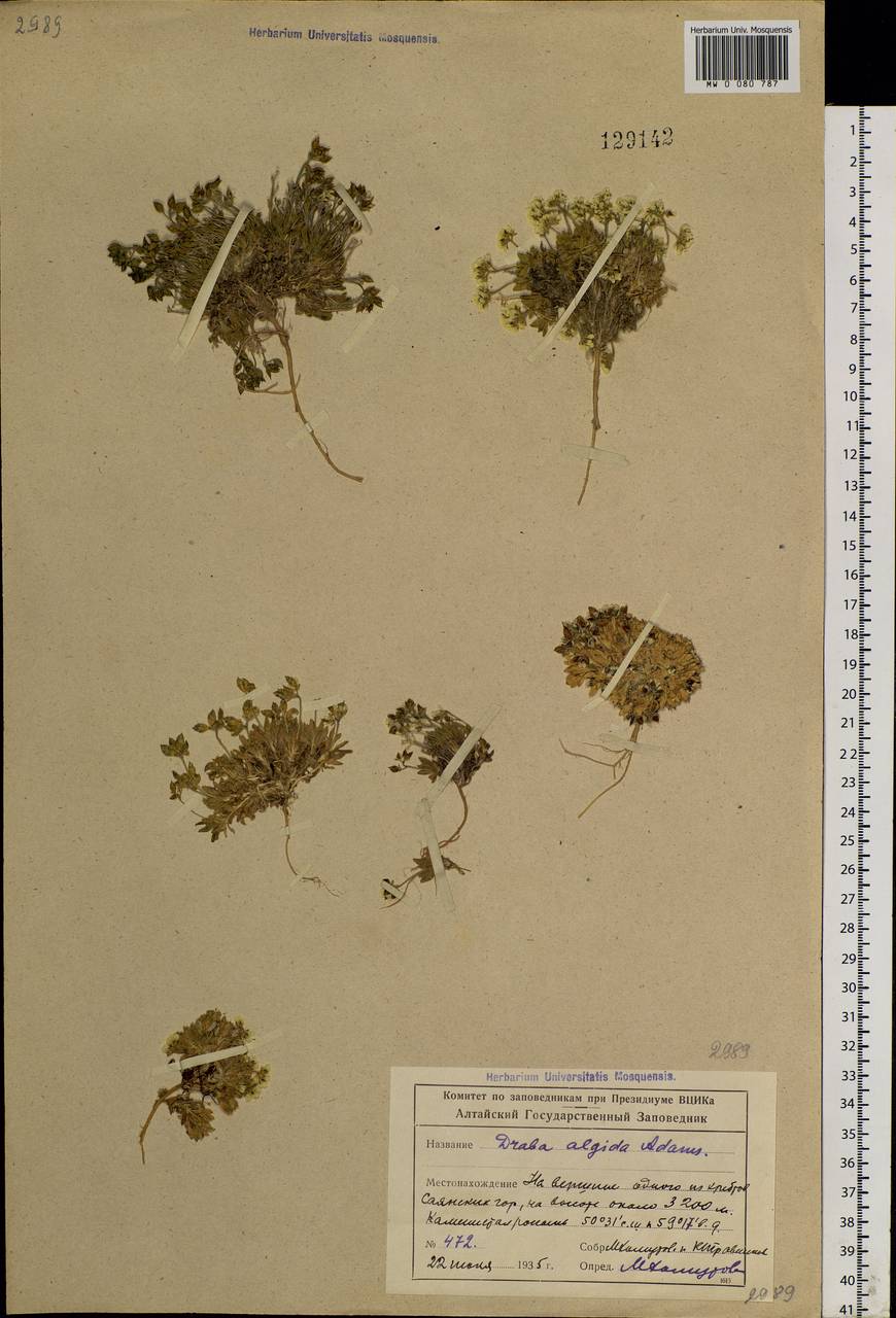 Draba × algida Adams ex DC., Siberia, Altai & Sayany Mountains (S2) (Russia)