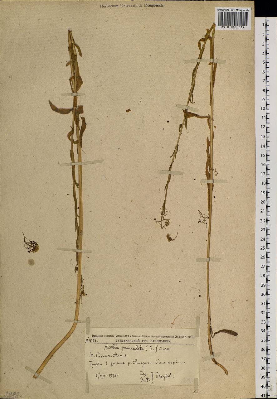 Neslia paniculata (L.) Desv., Siberia, Russian Far East (S6) (Russia)