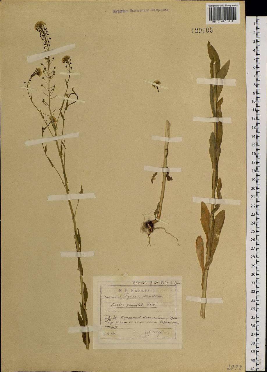 Neslia paniculata (L.) Desv., Siberia, Baikal & Transbaikal region (S4) (Russia)