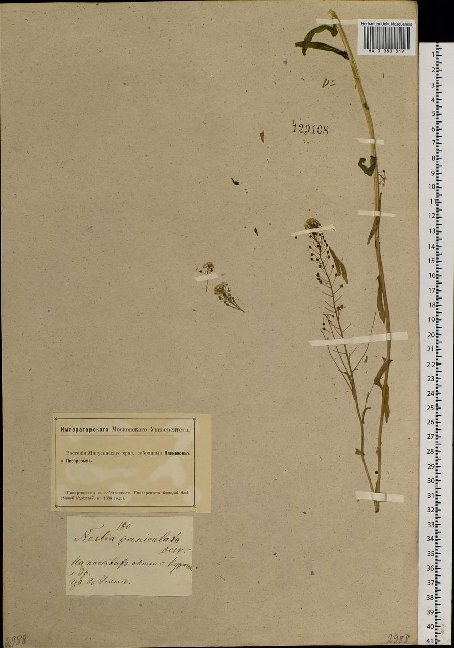 Neslia paniculata (L.) Desv., Siberia, Altai & Sayany Mountains (S2) (Russia)