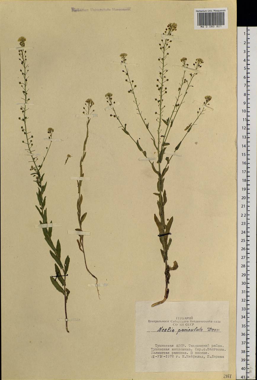 Neslia paniculata (L.) Desv., Siberia, Altai & Sayany Mountains (S2) (Russia)