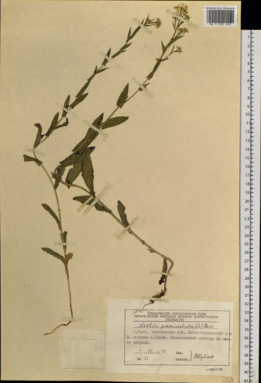 Neslia paniculata (L.) Desv., Eastern Europe, Eastern region (E10) (Russia)