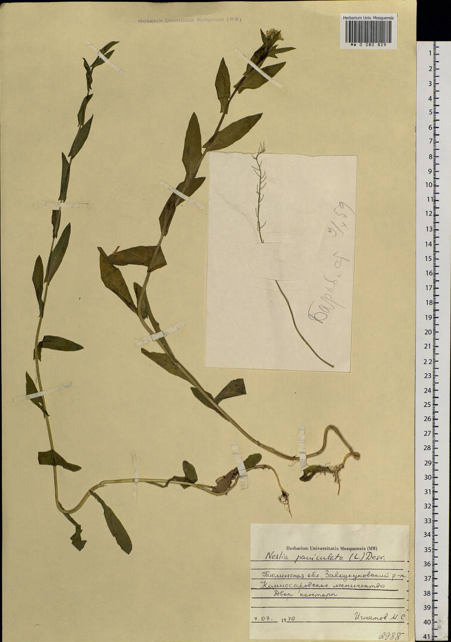 Neslia paniculata (L.) Desv., Siberia, Western Siberia (S1) (Russia)