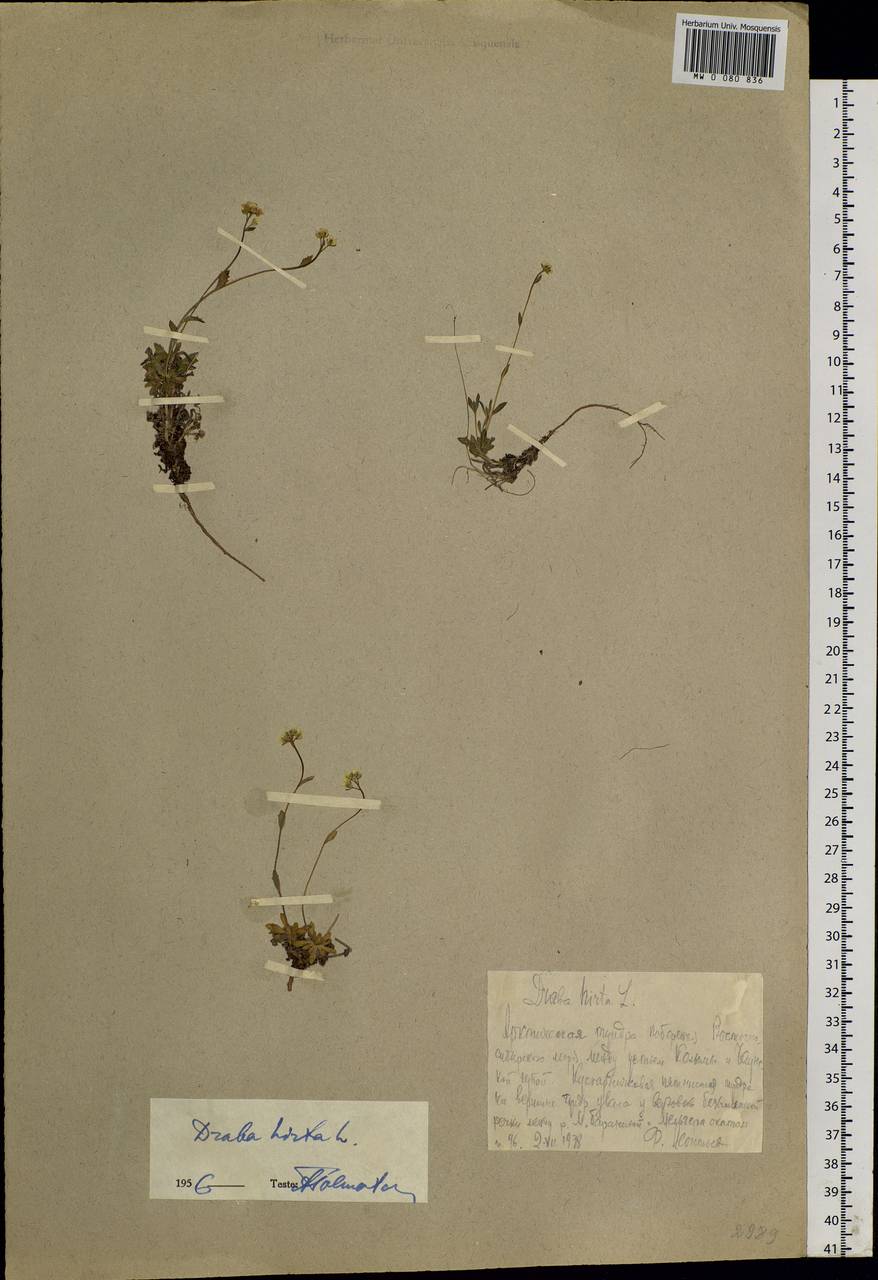 Draba hirta L., Siberia, Chukotka & Kamchatka (S7) (Russia)