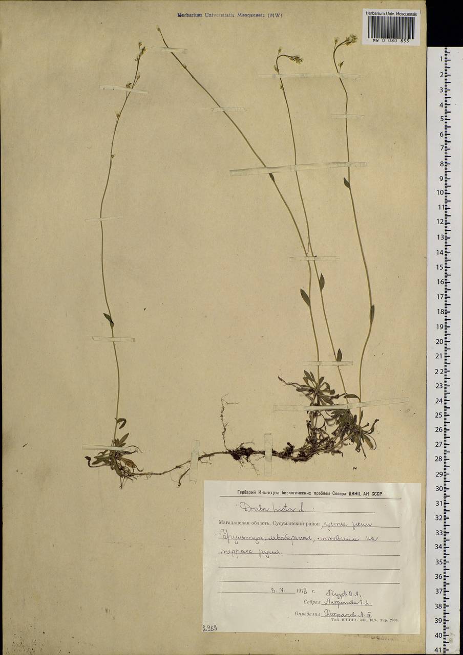 Draba hirta L., Siberia, Chukotka & Kamchatka (S7) (Russia)