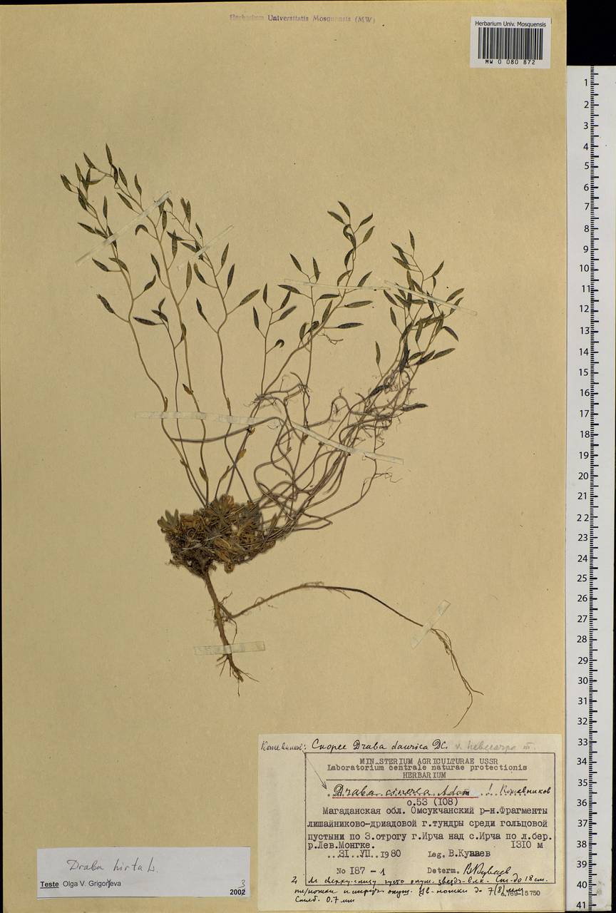 Draba hirta L., Siberia, Chukotka & Kamchatka (S7) (Russia)