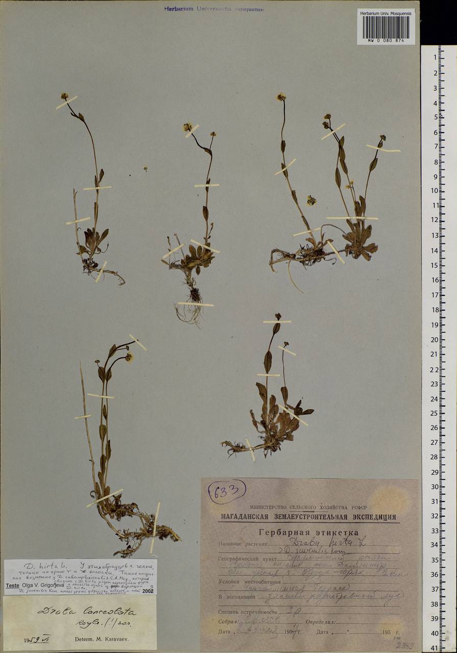 Draba hirta L., Siberia, Chukotka & Kamchatka (S7) (Russia)