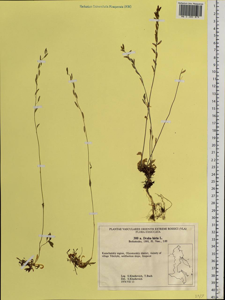 Draba hirta L., Siberia, Chukotka & Kamchatka (S7) (Russia)