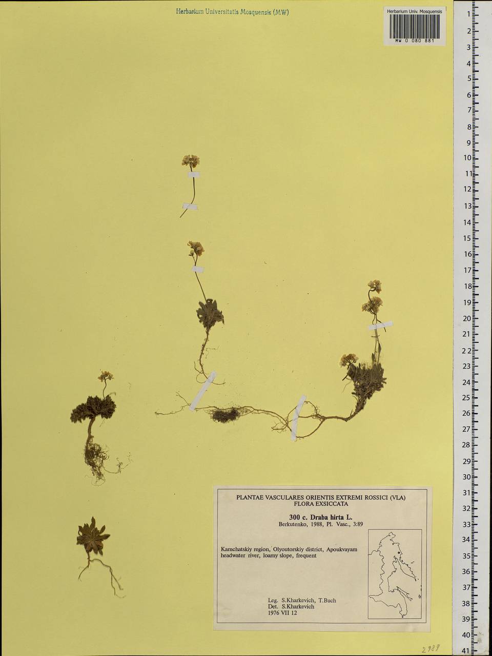 Draba hirta L., Siberia, Chukotka & Kamchatka (S7) (Russia)