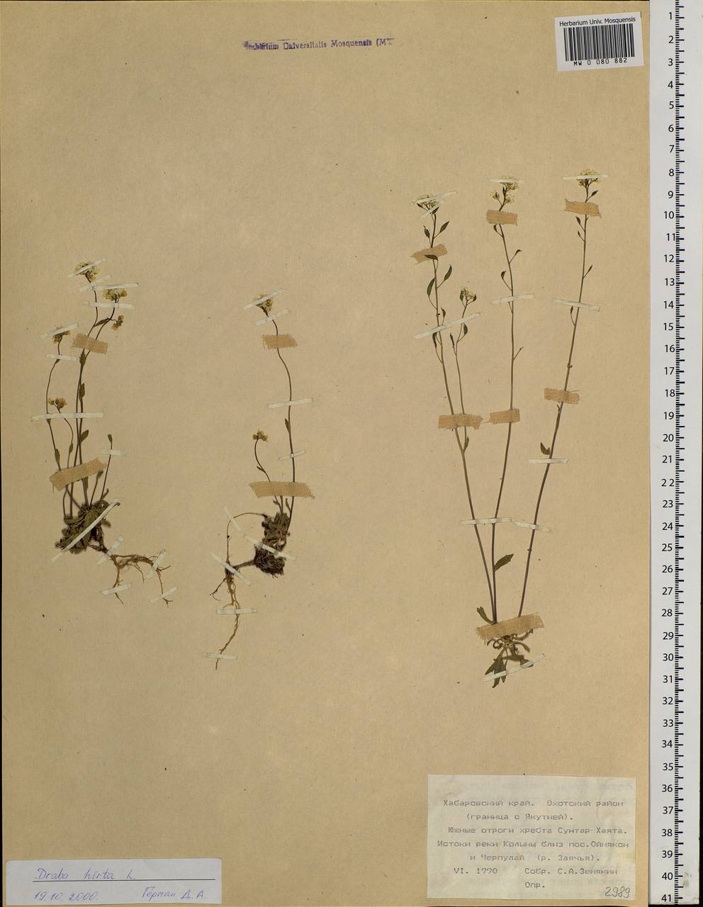 Draba hirta L., Siberia, Russian Far East (S6) (Russia)