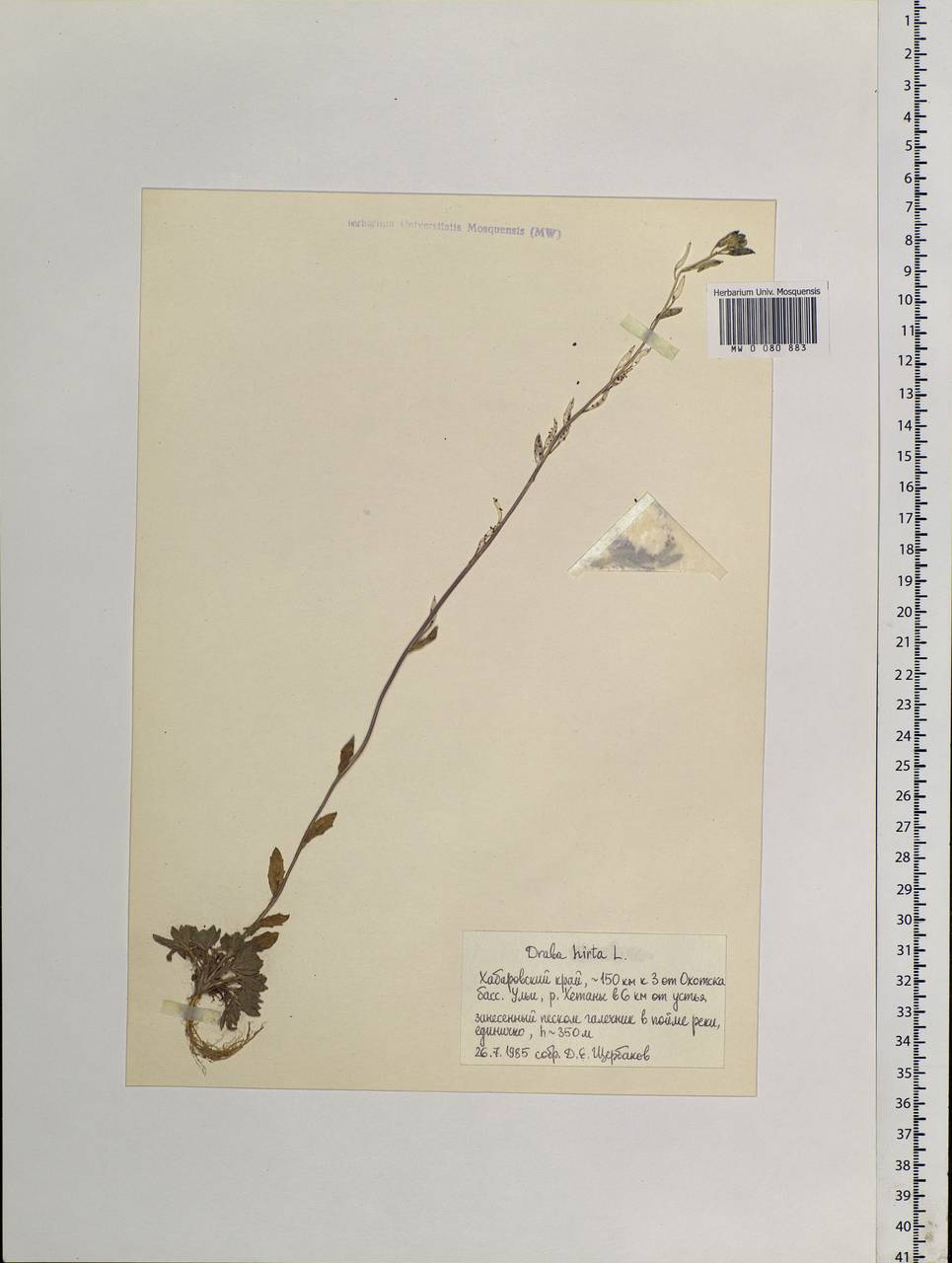 Draba hirta L., Siberia, Russian Far East (S6) (Russia)