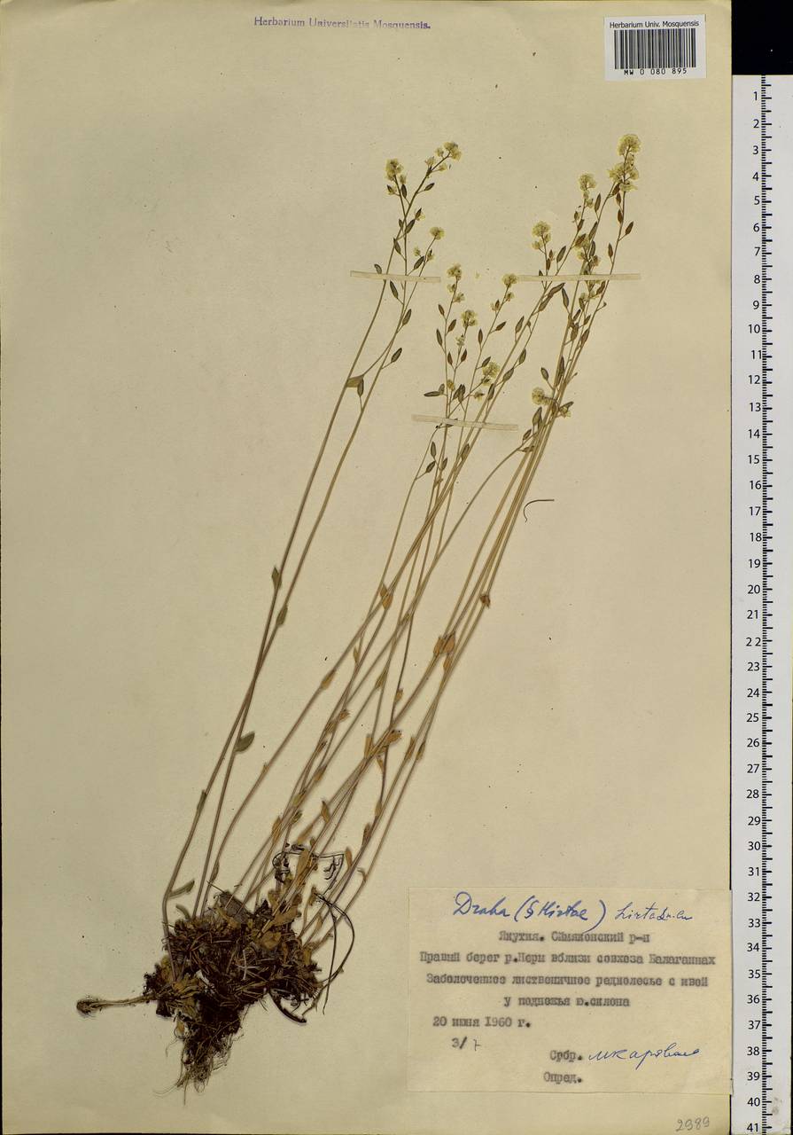 Draba hirta L., Siberia, Yakutia (S5) (Russia)