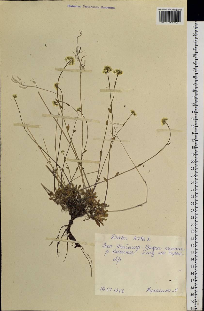 Draba hirta L., Siberia, Central Siberia (S3) (Russia)