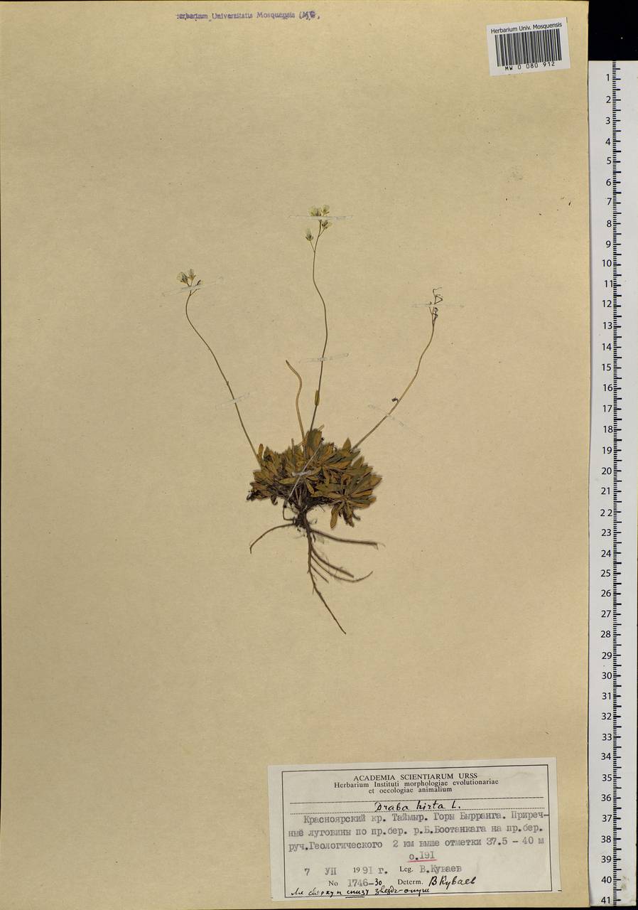 Draba hirta L., Siberia, Central Siberia (S3) (Russia)