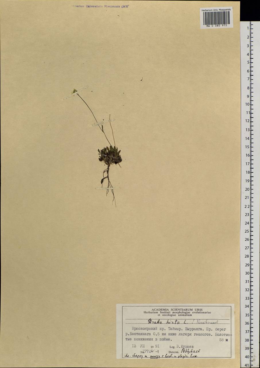 Draba hirta L., Siberia, Central Siberia (S3) (Russia)