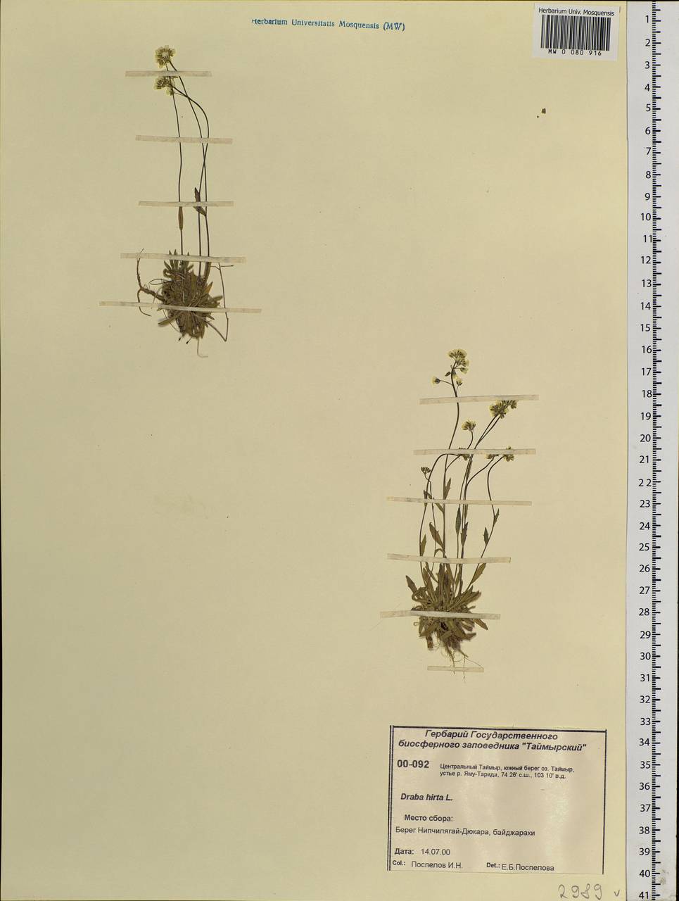 Draba hirta L., Siberia, Central Siberia (S3) (Russia)