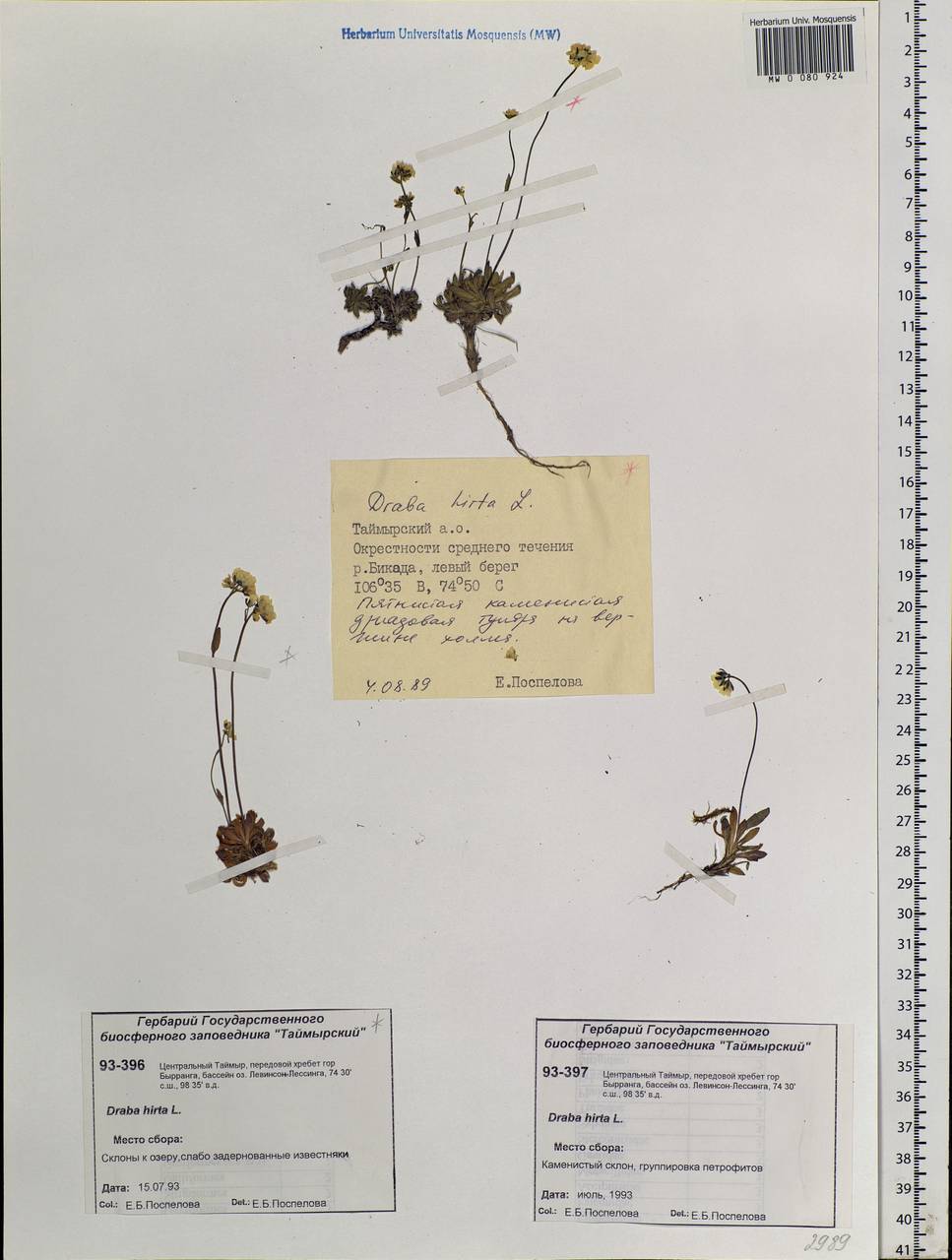 Draba hirta L., Siberia, Central Siberia (S3) (Russia)