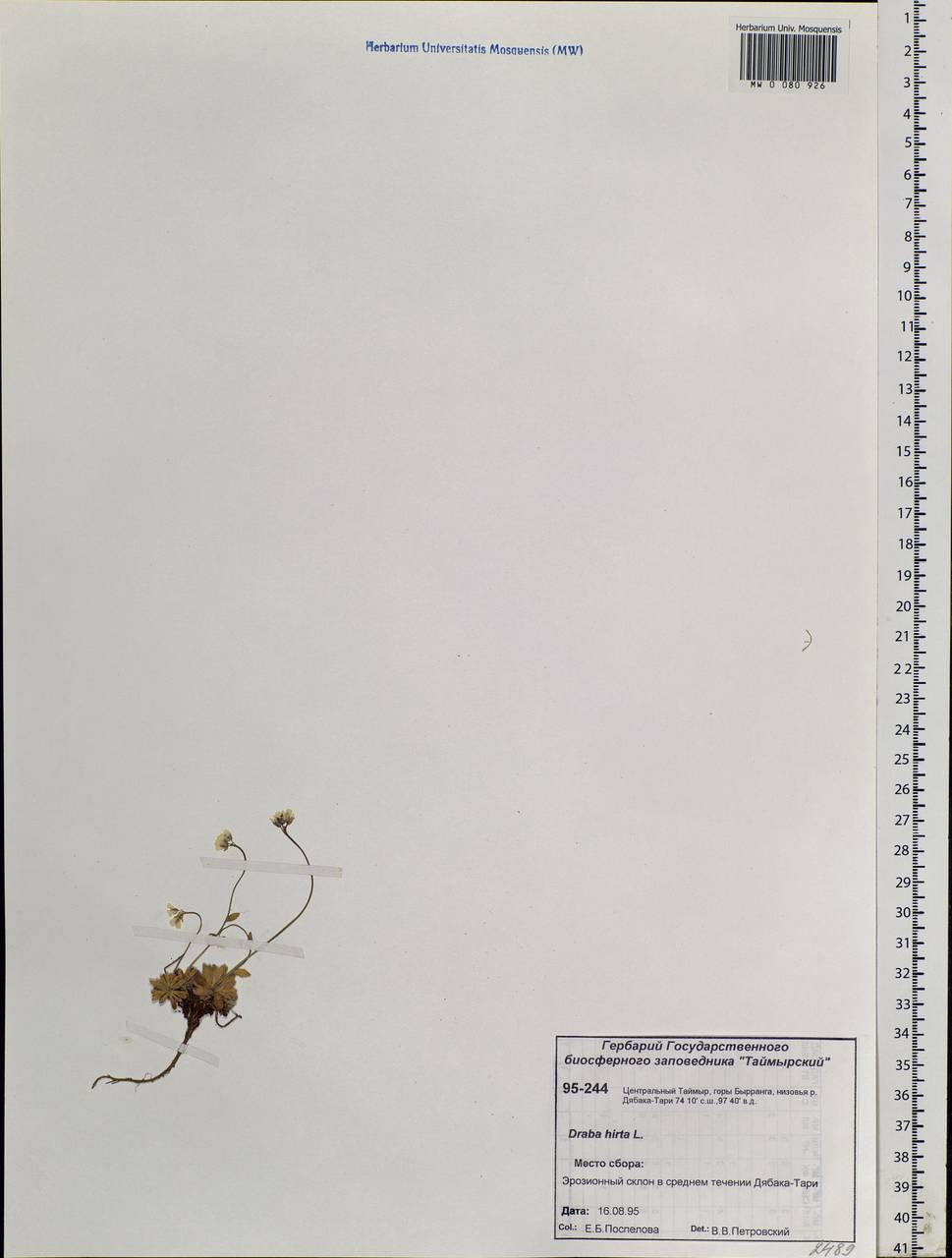 Draba hirta L., Siberia, Central Siberia (S3) (Russia)