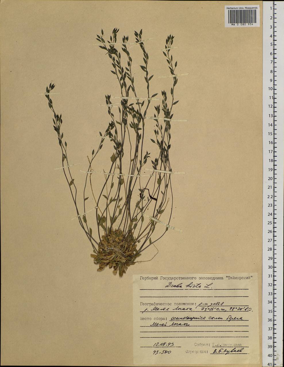 Draba hirta L., Siberia, Central Siberia (S3) (Russia)