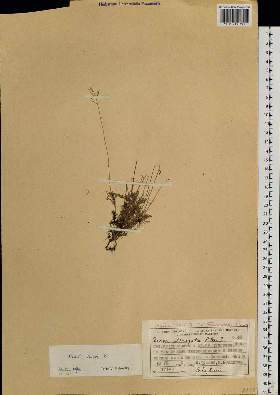 Draba hirta L., Siberia, Central Siberia (S3) (Russia)