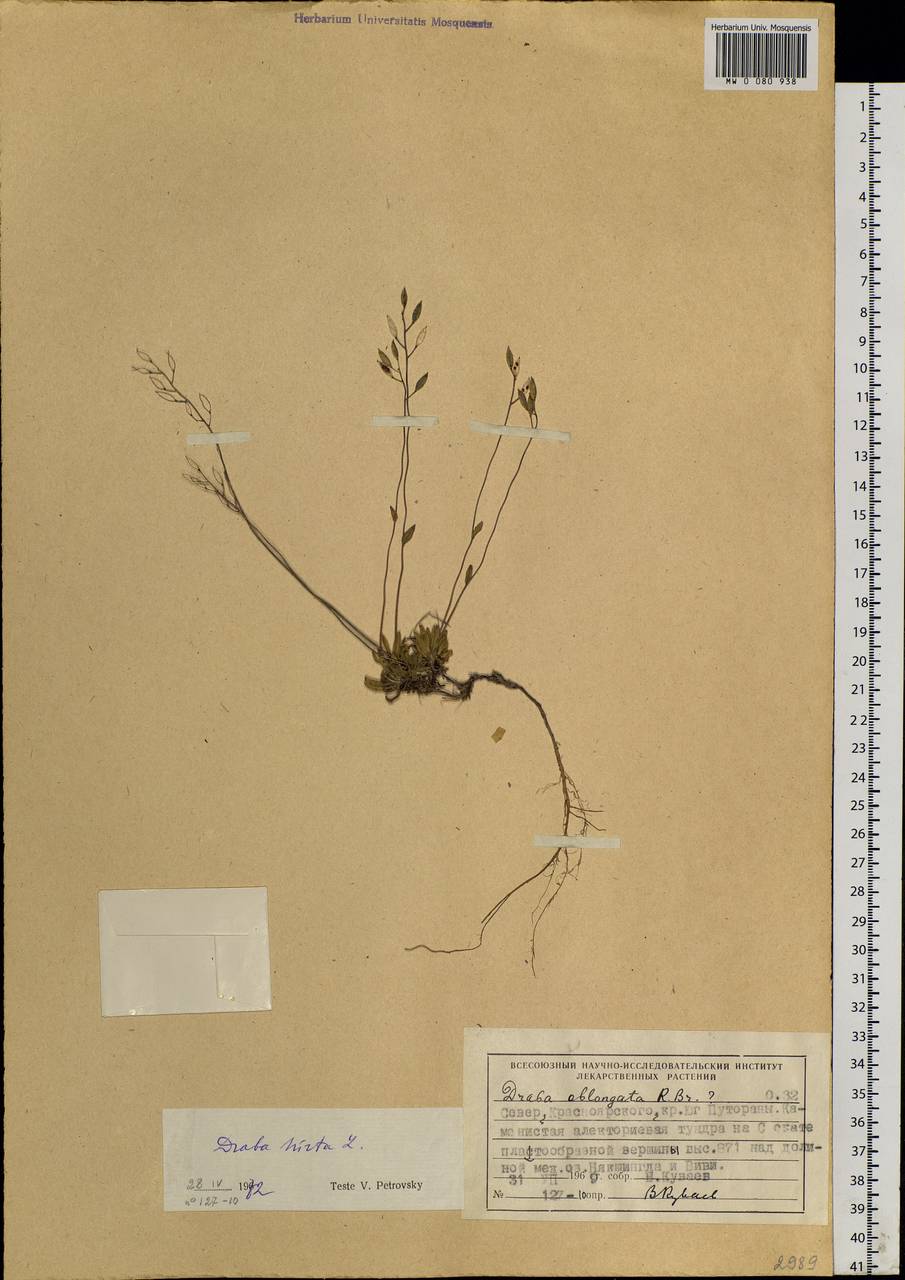 Draba hirta L., Siberia, Central Siberia (S3) (Russia)