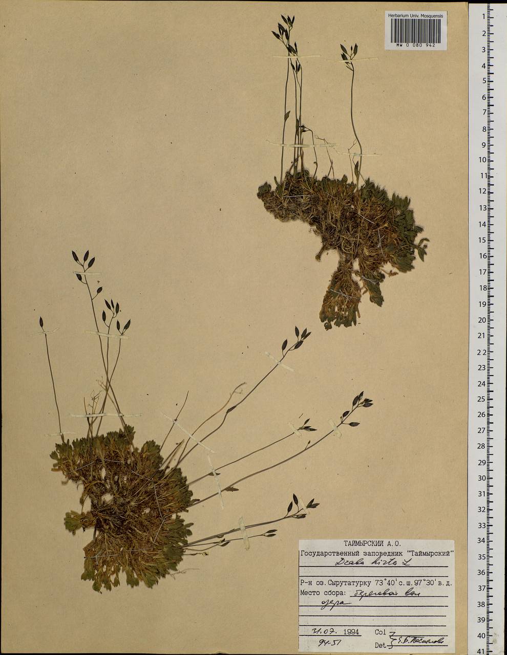 Draba hirta L., Siberia, Central Siberia (S3) (Russia)