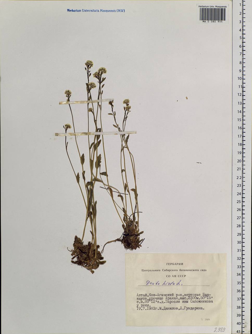 Draba hirta L., Siberia, Altai & Sayany Mountains (S2) (Russia)