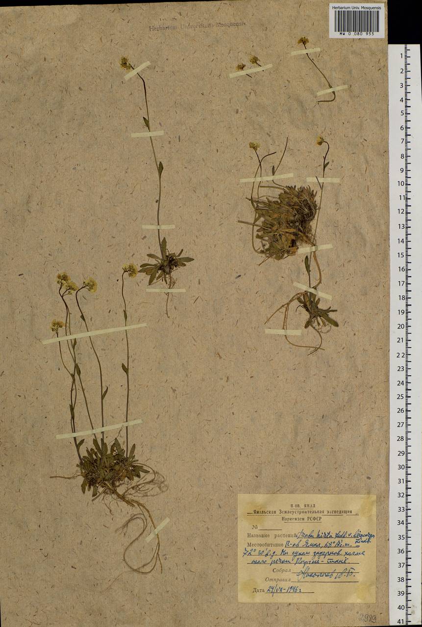 Draba hirta L., Siberia, Western Siberia (S1) (Russia)