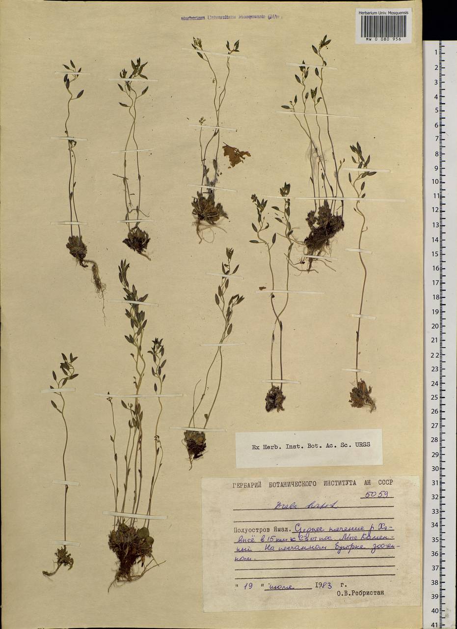 Draba hirta L., Siberia, Western Siberia (S1) (Russia)