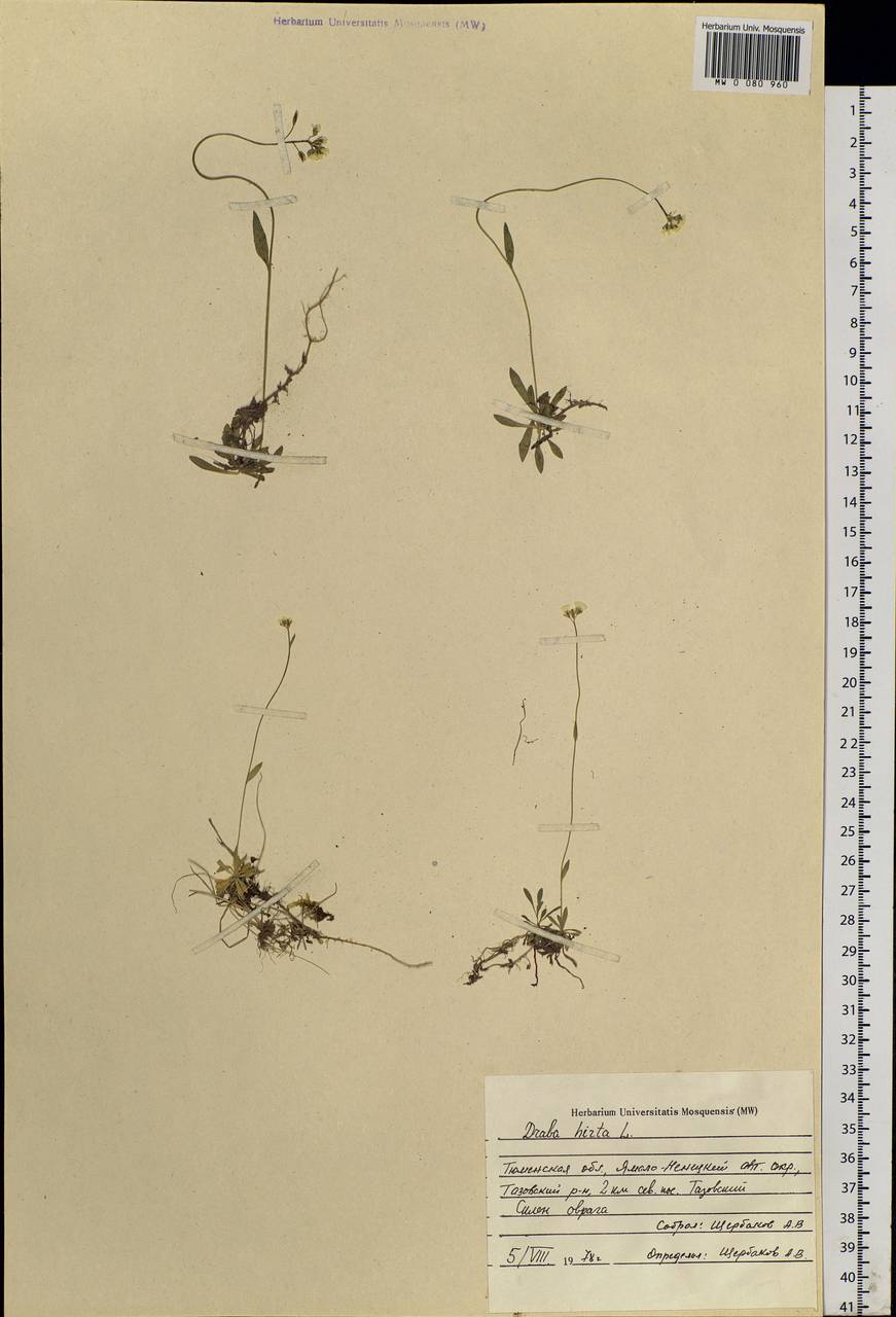 Draba hirta L., Siberia, Western Siberia (S1) (Russia)