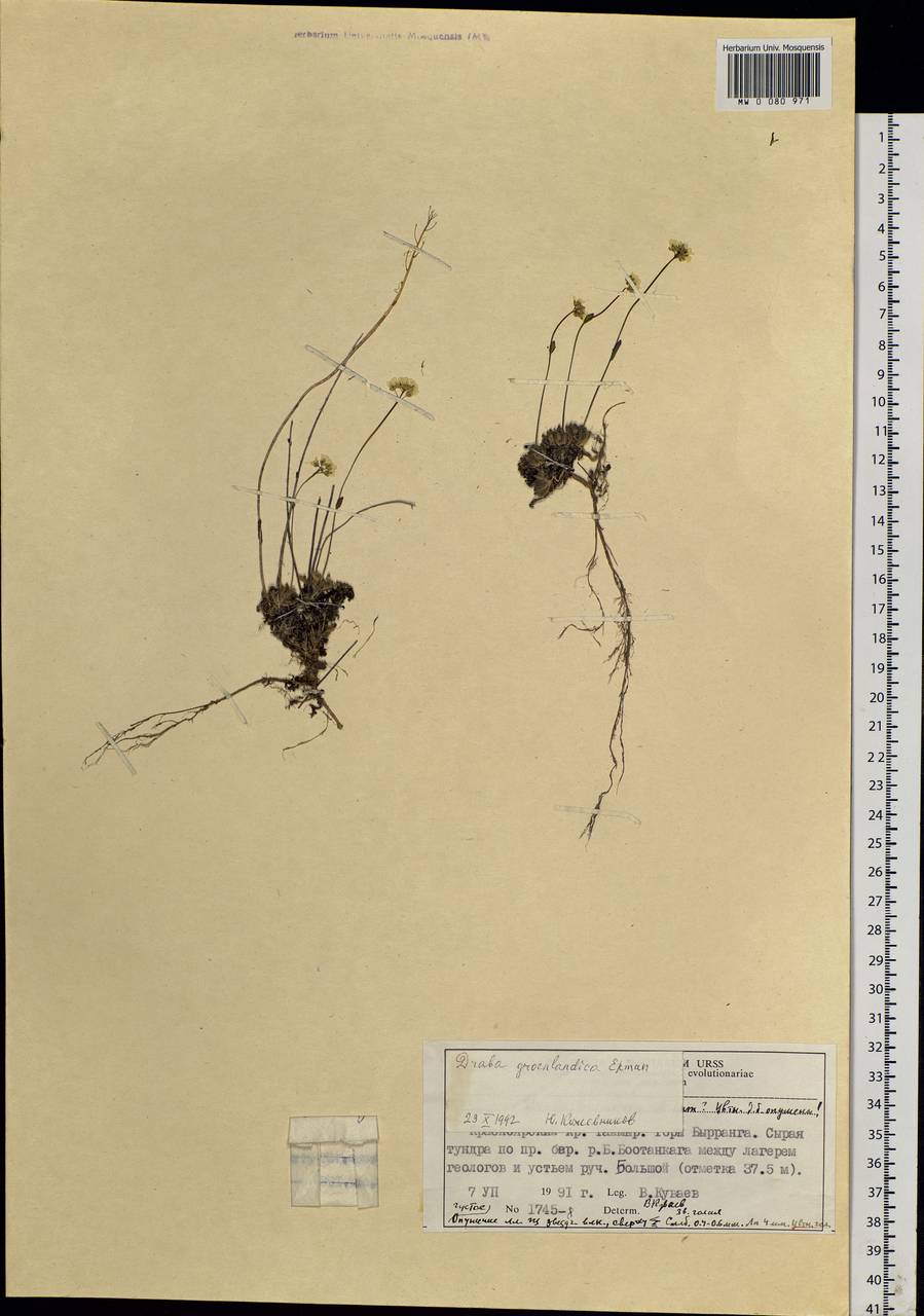 Draba oblongata R.Br. ex DC., Siberia, Central Siberia (S3) (Russia)