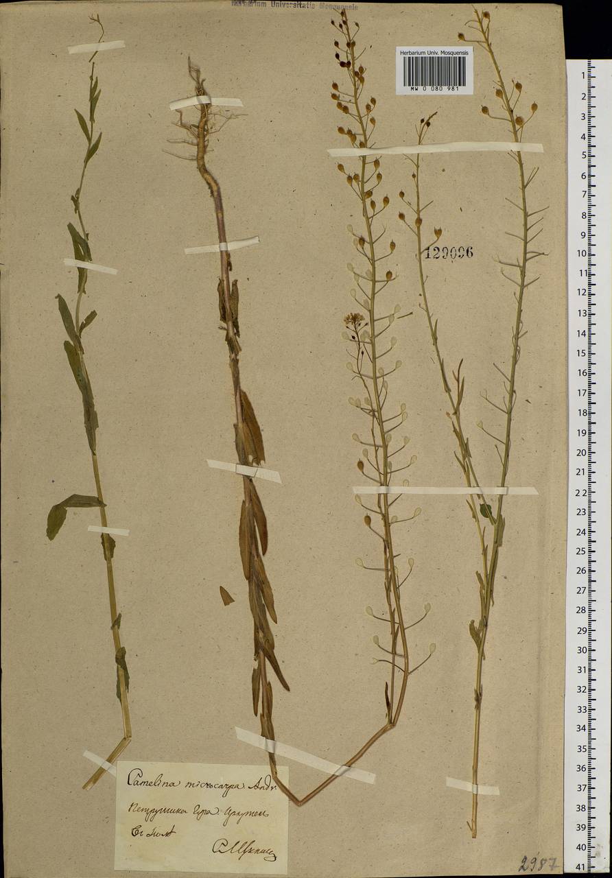 Camelina microcarpa Andrz. ex DC., Siberia, Baikal & Transbaikal region (S4) (Russia)