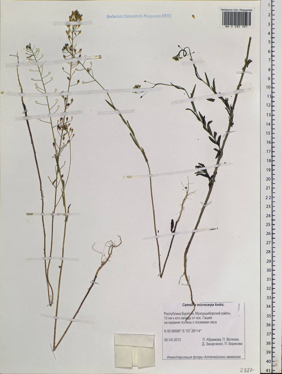 Camelina microcarpa Andrz. ex DC., Siberia, Baikal & Transbaikal region (S4) (Russia)