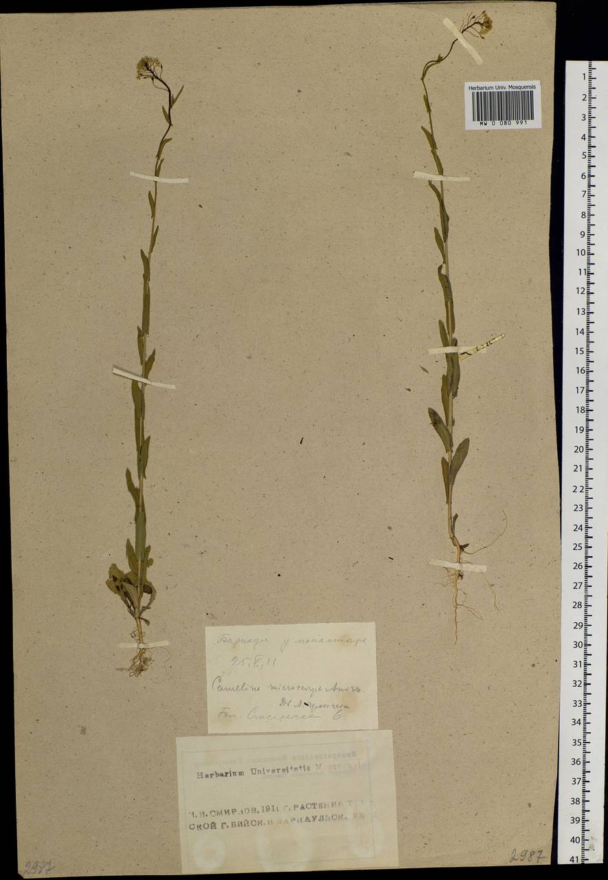 Camelina microcarpa Andrz. ex DC., Siberia, Altai & Sayany Mountains (S2) (Russia)