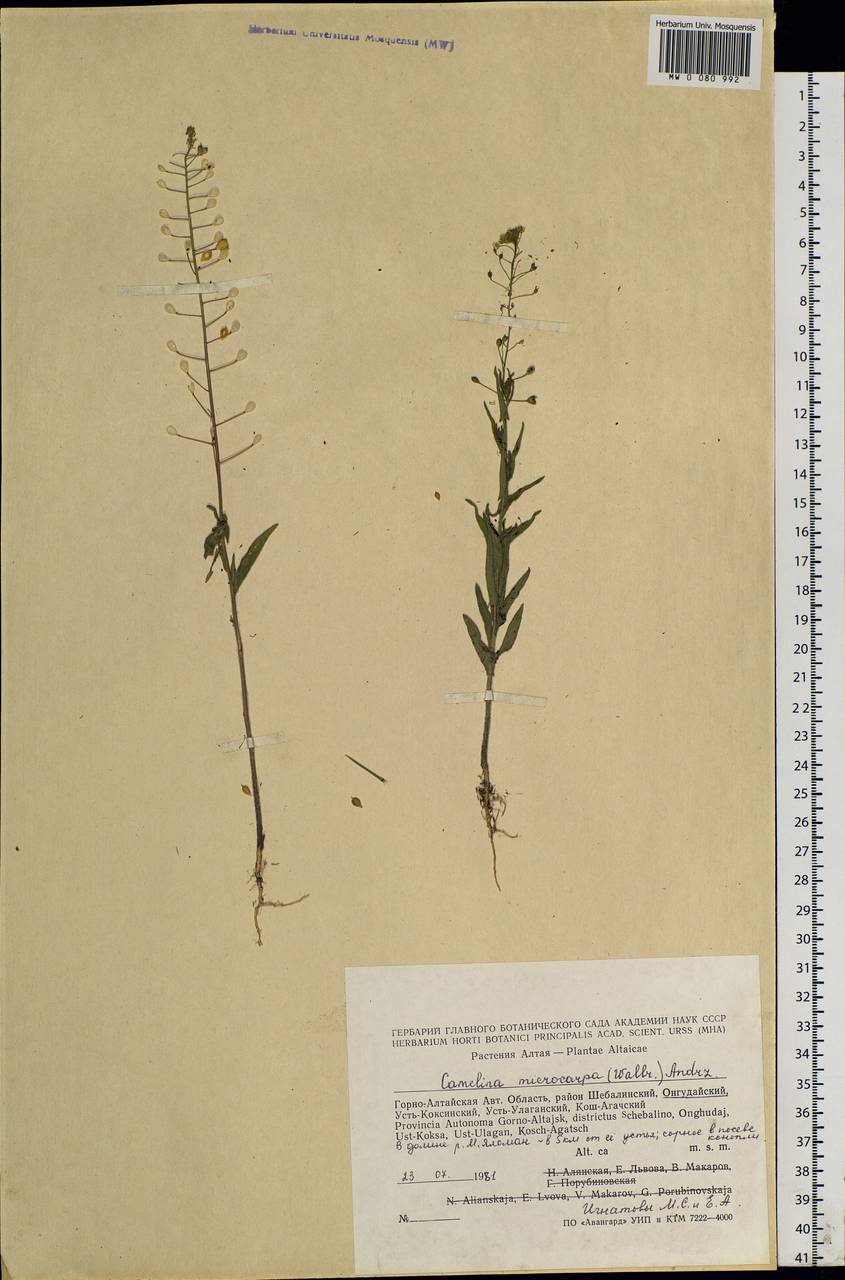 Camelina microcarpa Andrz. ex DC., Siberia, Altai & Sayany Mountains (S2) (Russia)