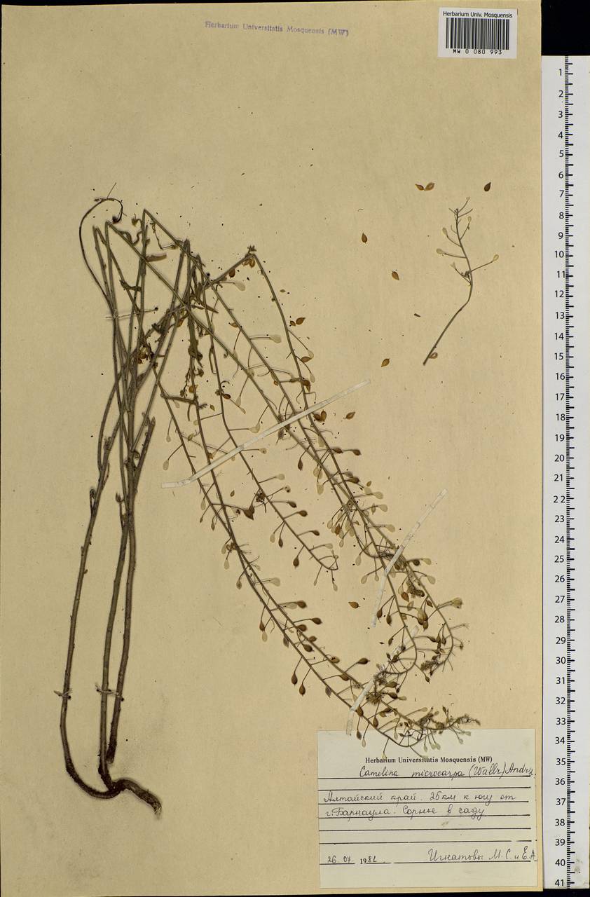 Camelina microcarpa Andrz. ex DC., Siberia, Altai & Sayany Mountains (S2) (Russia)