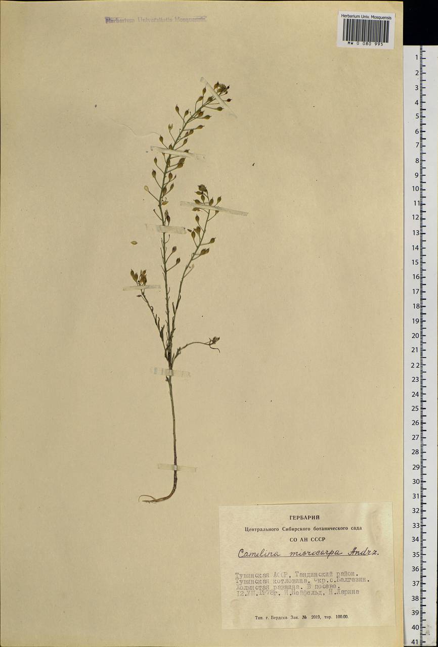 Camelina microcarpa Andrz. ex DC., Siberia, Altai & Sayany Mountains (S2) (Russia)