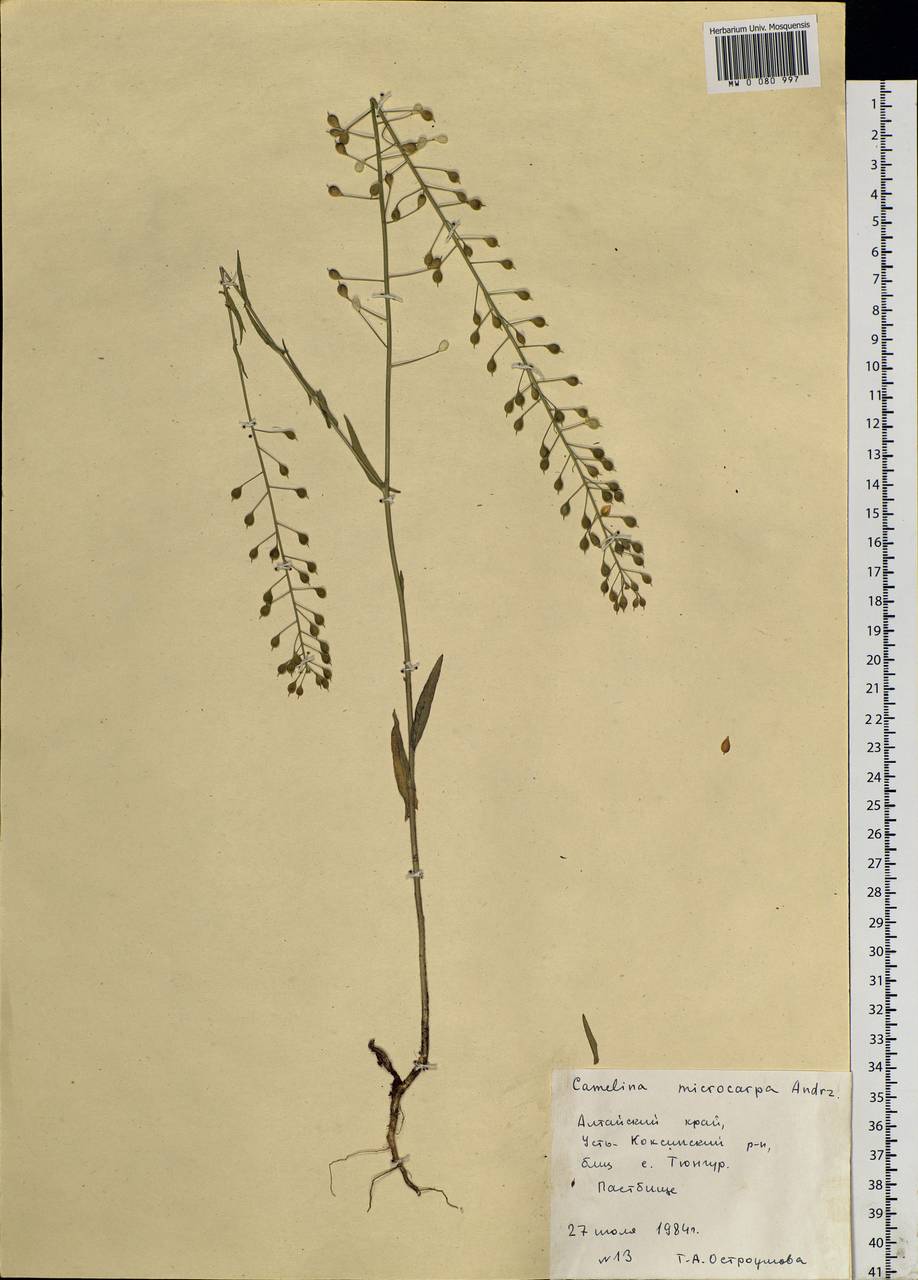 Camelina microcarpa Andrz. ex DC., Siberia, Altai & Sayany Mountains (S2) (Russia)