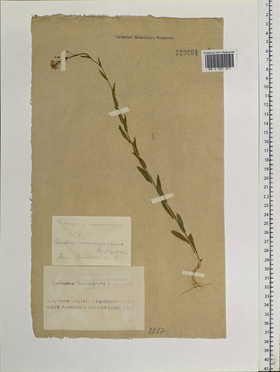 Camelina microcarpa Andrz. ex DC., Siberia, Altai & Sayany Mountains (S2) (Russia)