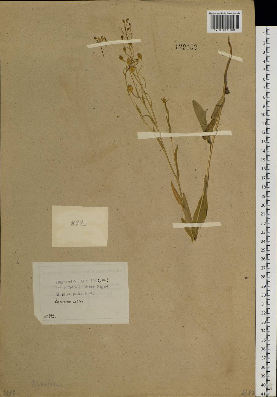 Camelina sativa (L.) Crantz, Siberia, Baikal & Transbaikal region (S4) (Russia)