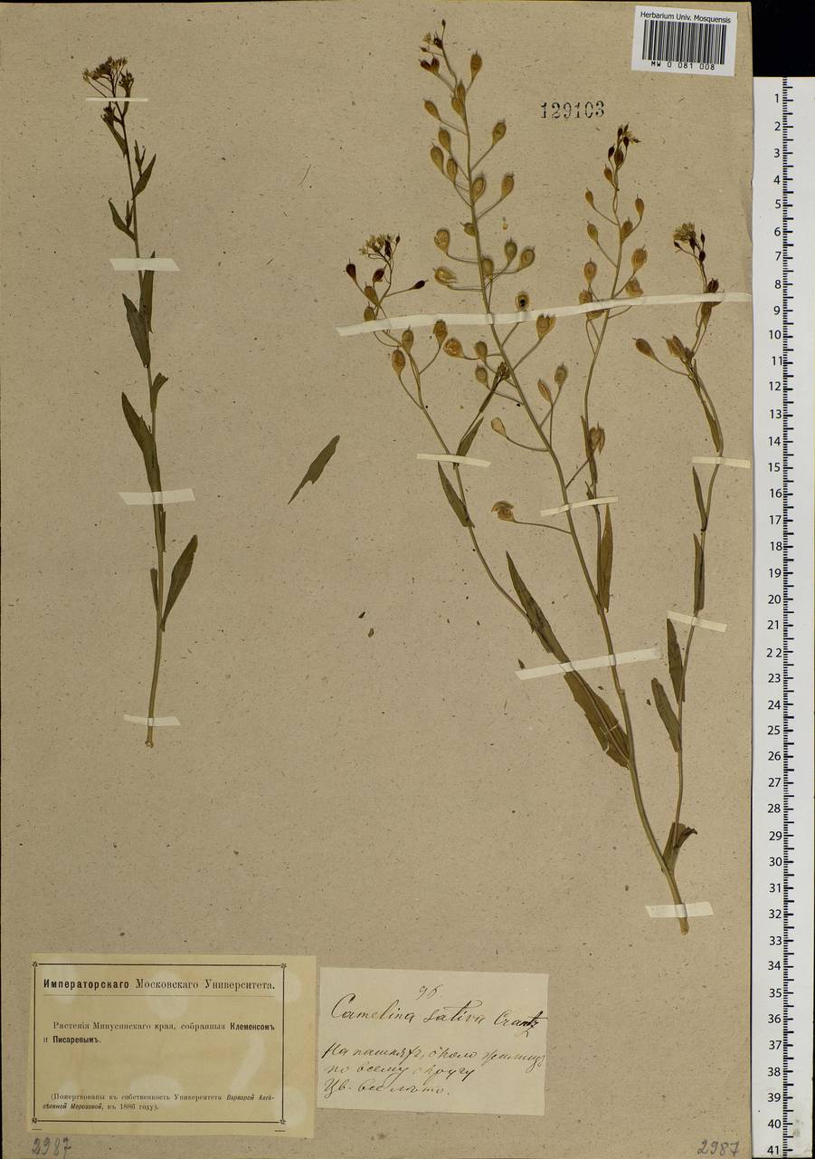 Camelina sativa (L.) Crantz, Siberia, Altai & Sayany Mountains (S2) (Russia)