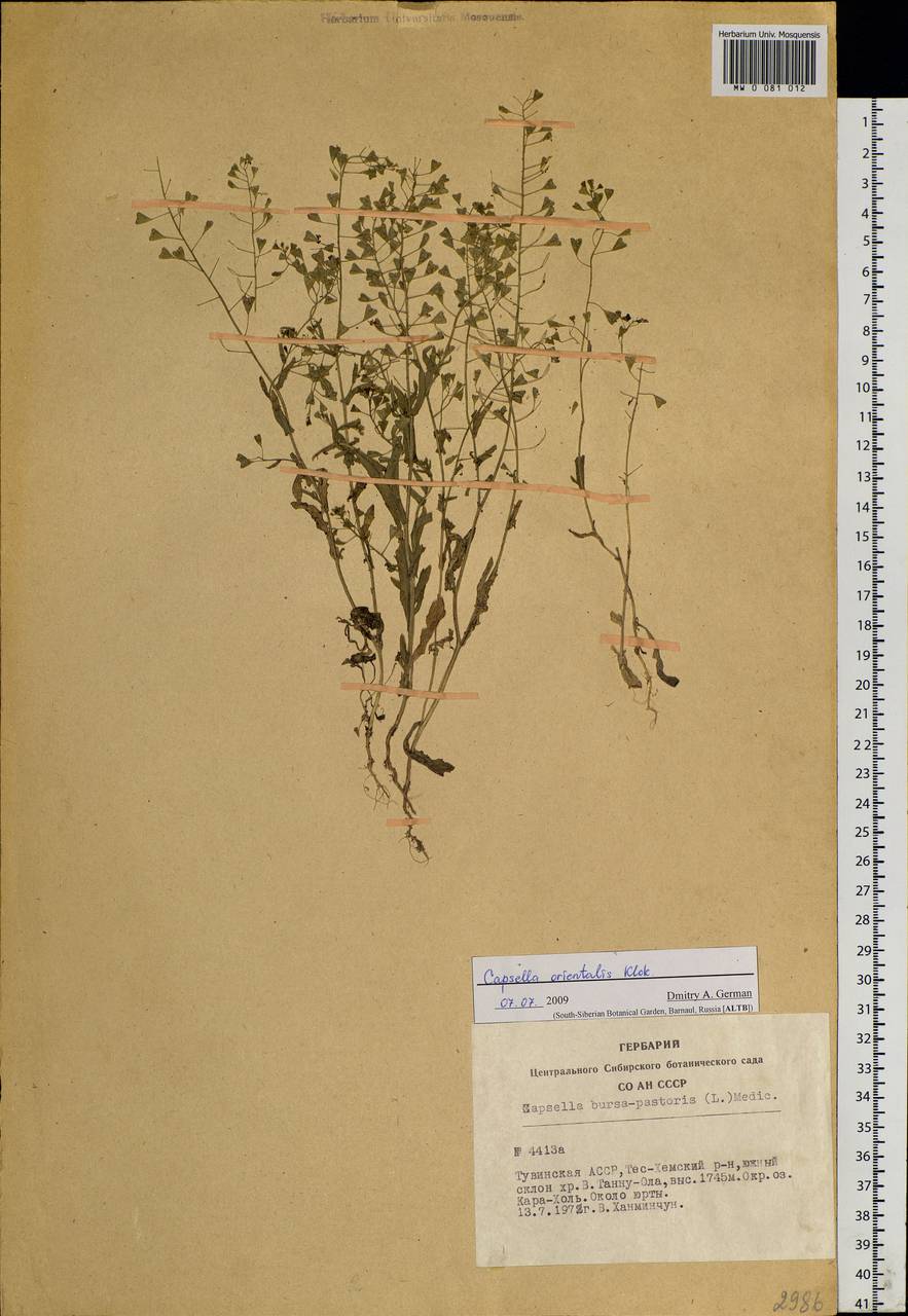 Capsella orientalis Klokov, Siberia, Altai & Sayany Mountains (S2) (Russia)