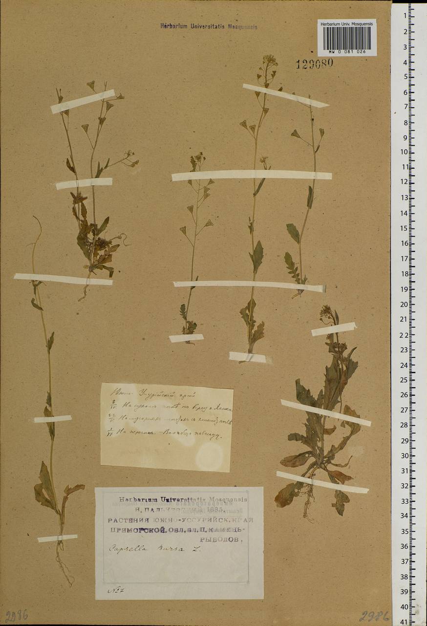 Capsella bursa-pastoris (L.) Medik., Siberia, Russian Far East (S6) (Russia)