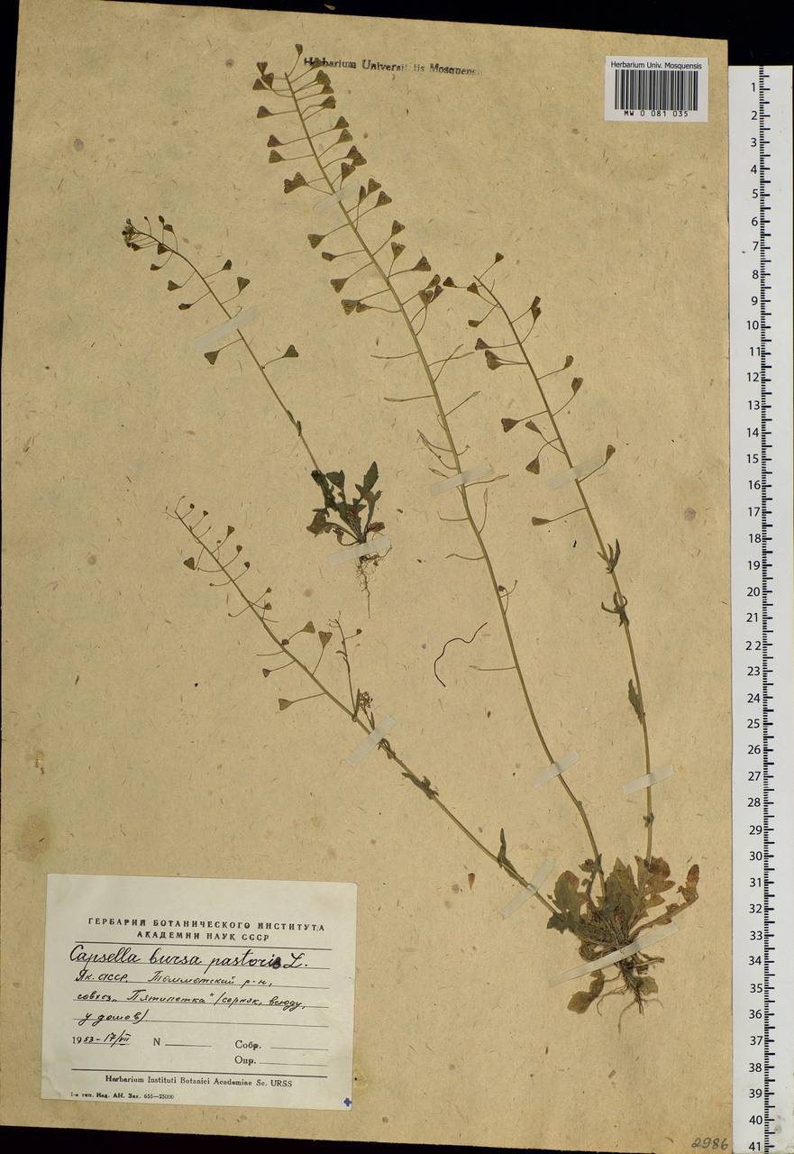 Capsella bursa-pastoris (L.) Medik., Siberia, Yakutia (S5) (Russia)