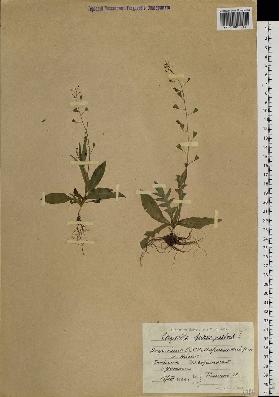 Capsella bursa-pastoris (L.) Medik., Siberia, Yakutia (S5) (Russia)