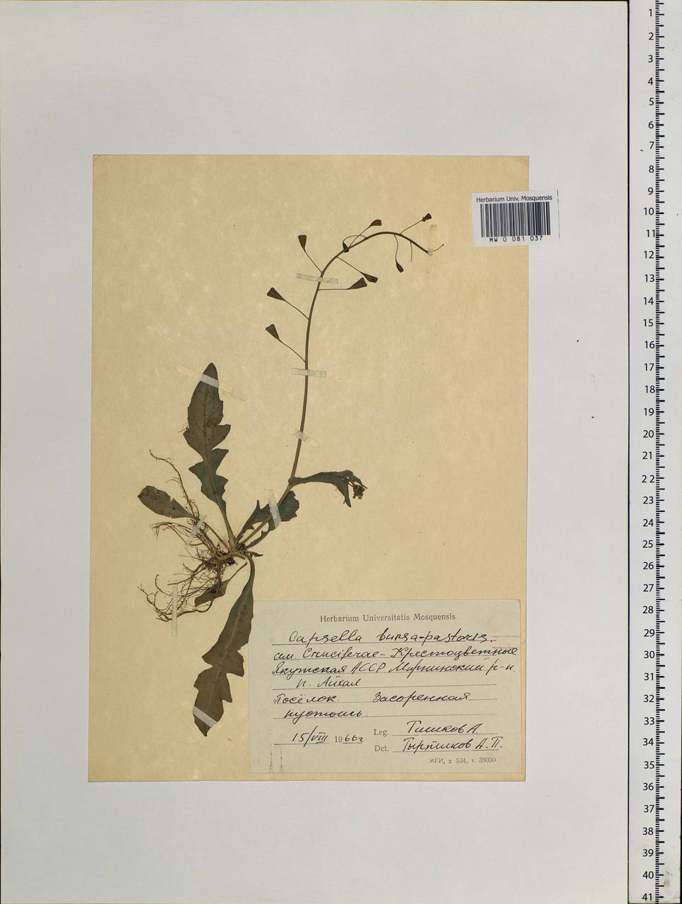 Capsella bursa-pastoris (L.) Medik., Siberia, Yakutia (S5) (Russia)