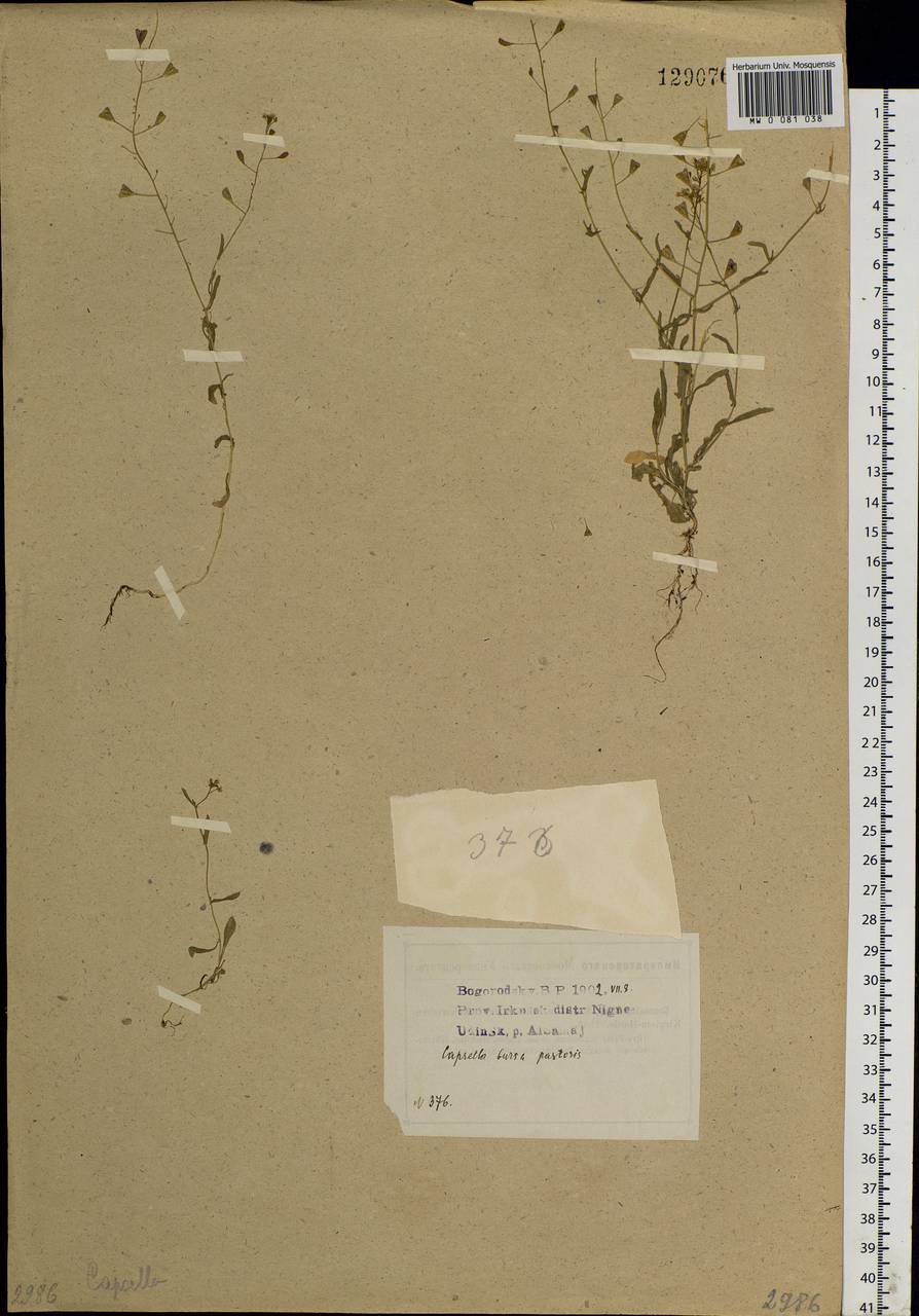 Capsella bursa-pastoris (L.) Medik., Siberia, Baikal & Transbaikal region (S4) (Russia)