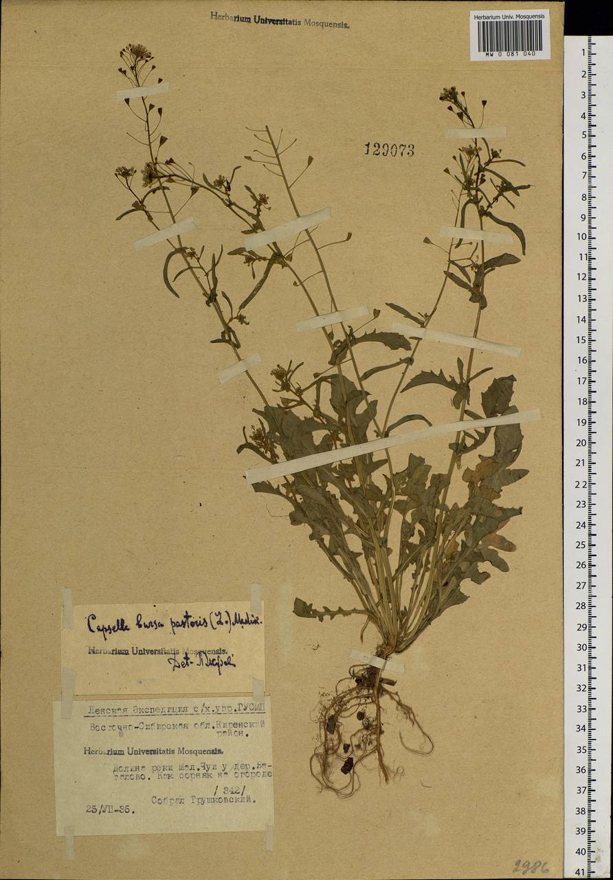 Capsella bursa-pastoris (L.) Medik., Siberia, Baikal & Transbaikal region (S4) (Russia)